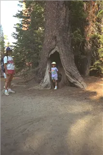 small_9107 1260 yosemite etc IMG0038.webp